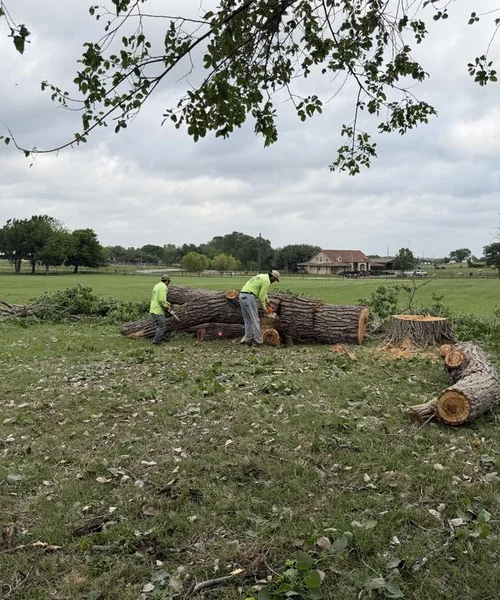 Tree Removal in Pantego 